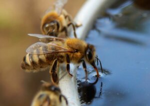 Comment protéger les abeilles du potager pendant les fortes chaleurs