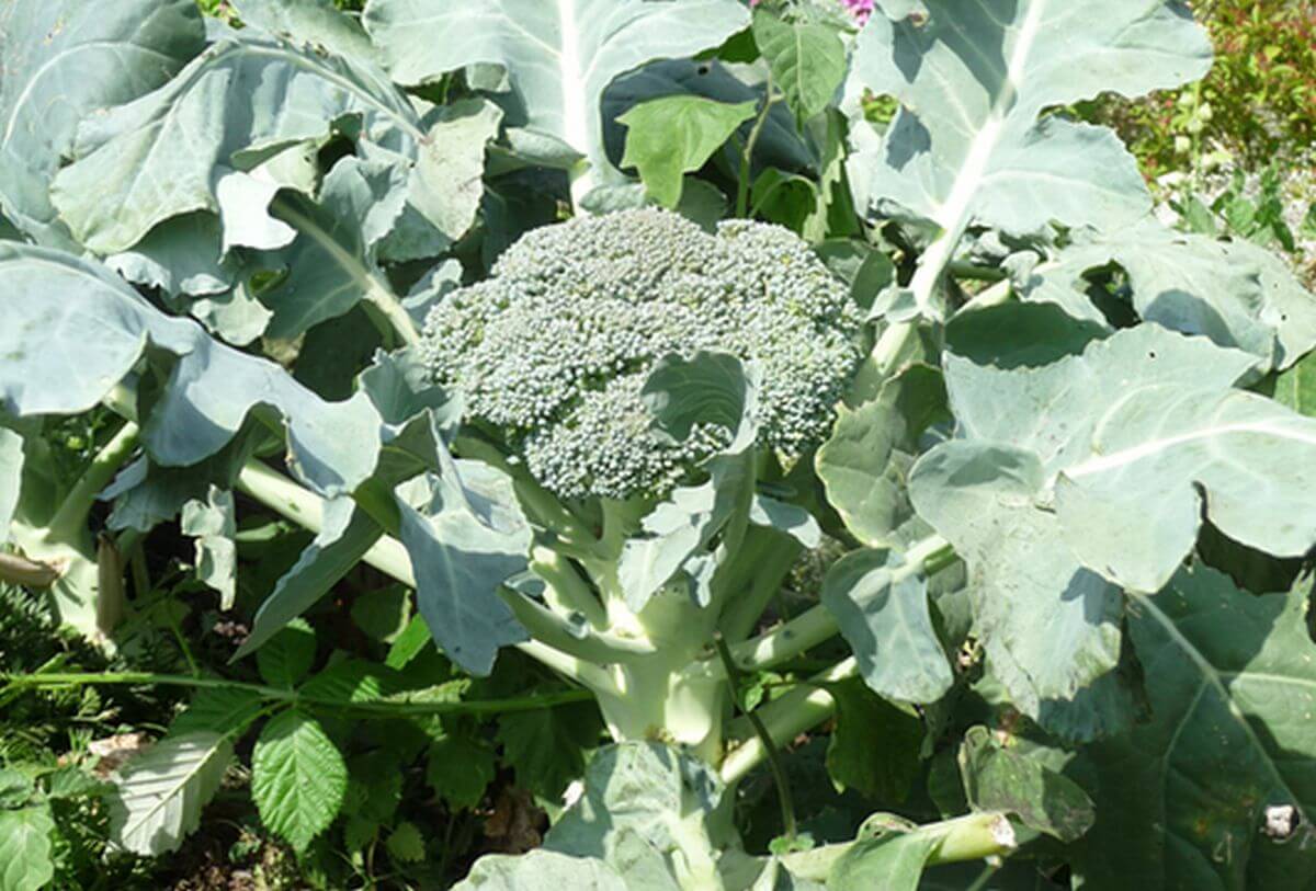brocoli aout potager