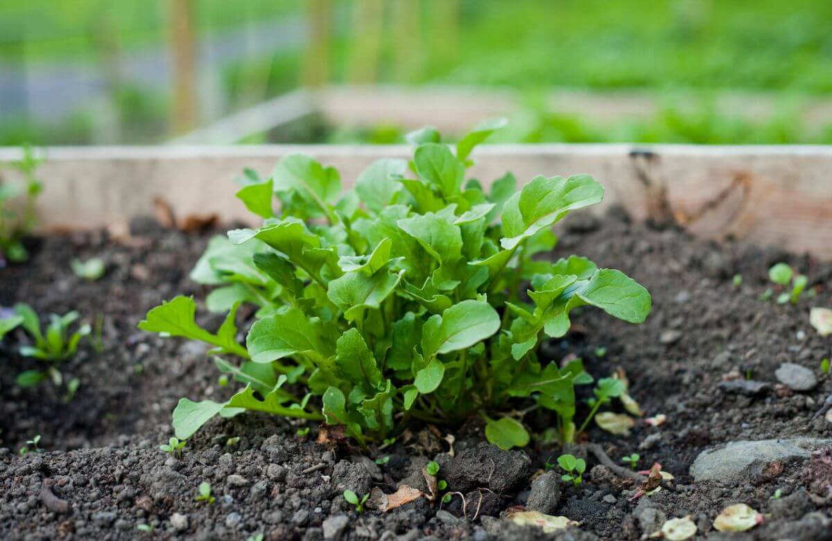 Roquette dans le jardin potager
