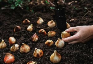 planter et semer septembre potager