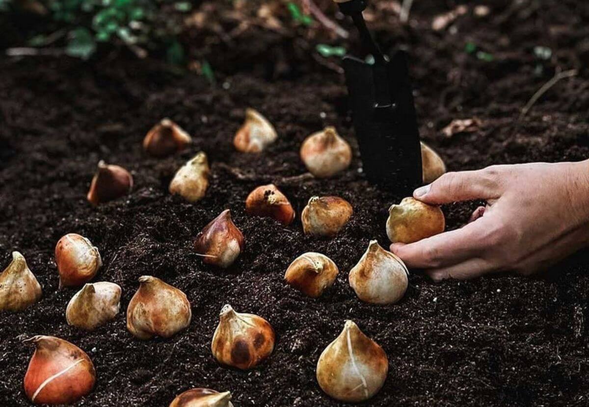 planter et semer septembre potager