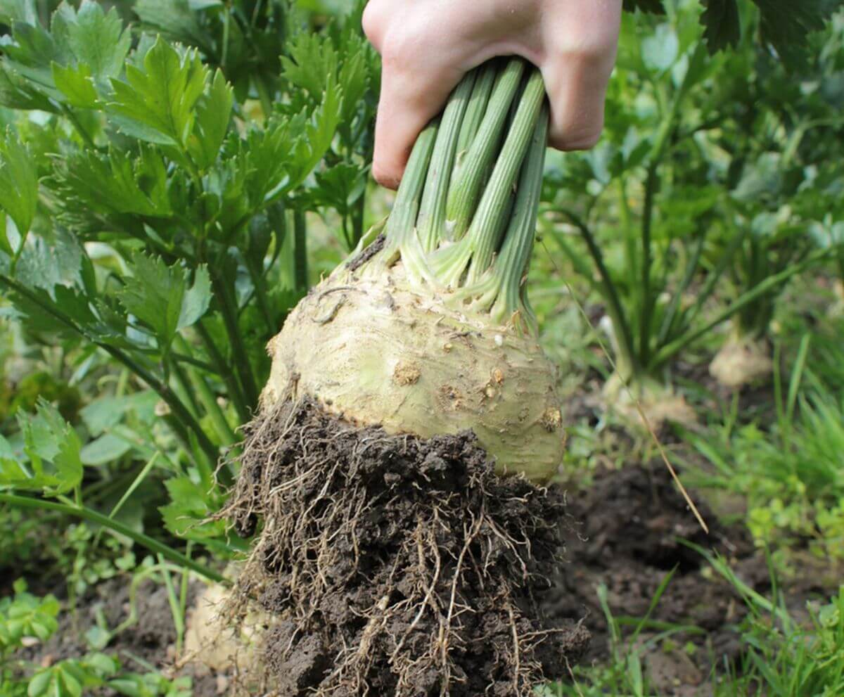 Céleri tubéreux potager quand planter