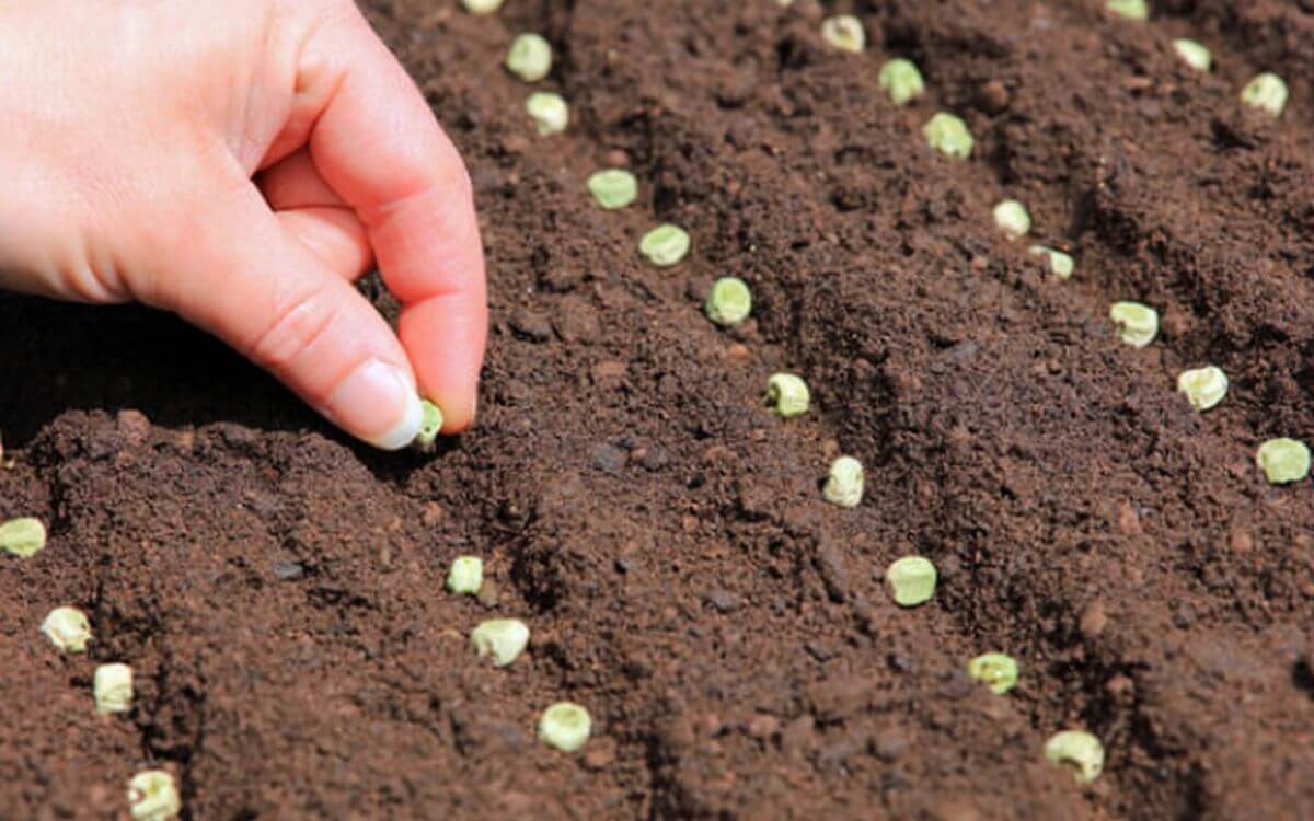 quoi semer et planter en décembre au potager