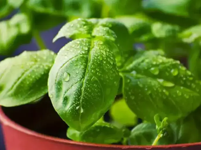 Aromatiques