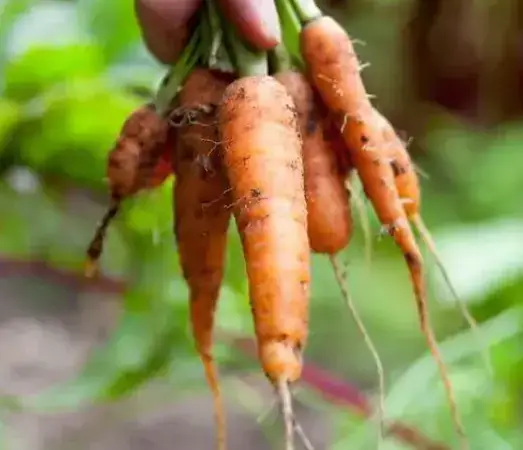 Carottes