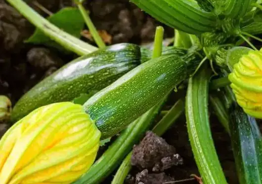 Courgettes