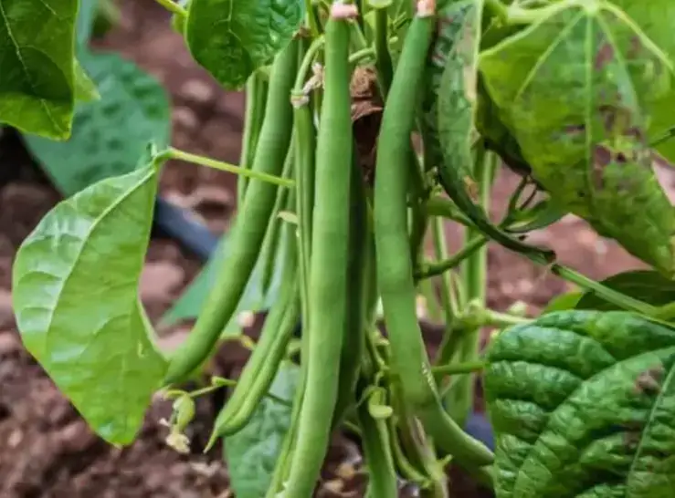 Haricots