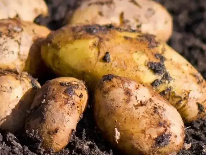 Pommes de terre