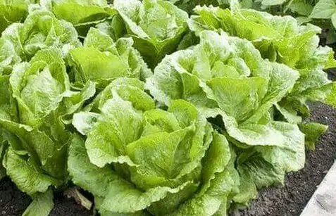 Salades