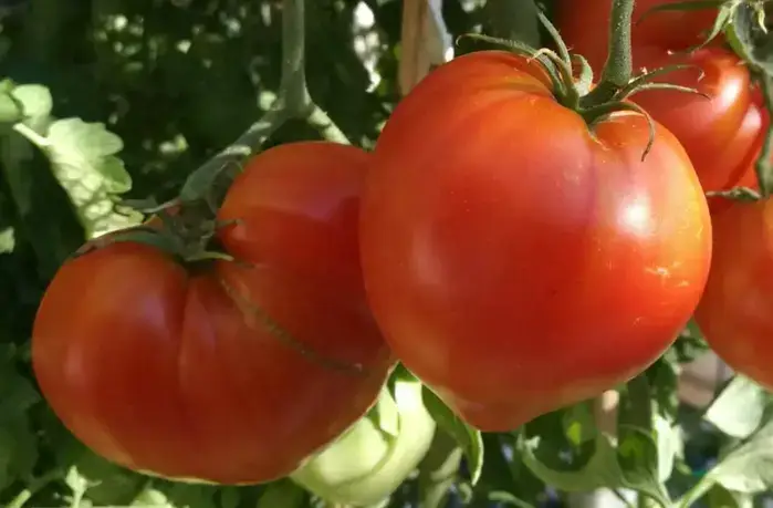 Tomates